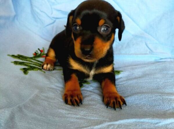 Pincher Puppies