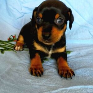 Pincher Puppies | PostAds PH