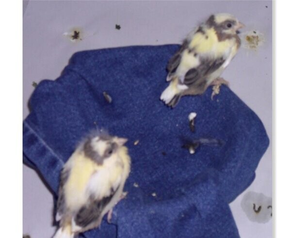 CANARIES ..viber :+639463422605)