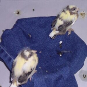 CANARIES ..viber :+639463422605) | PostAds PH