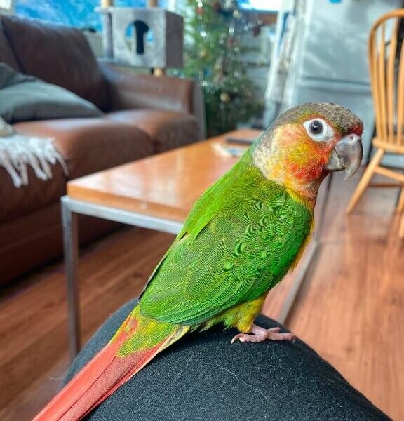 Rehoming Hand-Tame 3-Month-Old Conure - Skittles
