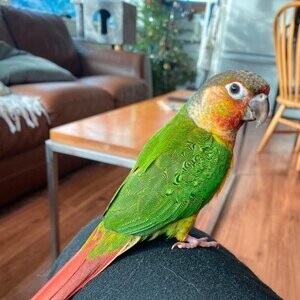 Rehoming Hand-Tame 3-Month-Old Conure - Skittles | PostAds PH