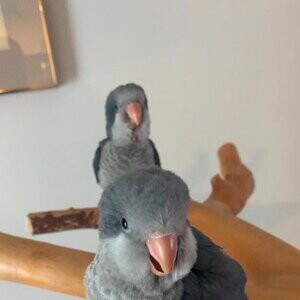 Baby Quaker Parrots Weaned & Tame...viber :+639463422605) | PostAds PH