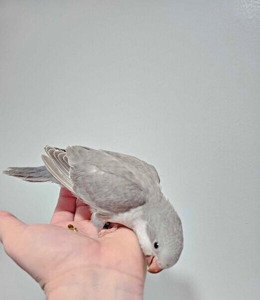 Mauve baby quaker female ready to go...viber :+639463422605)