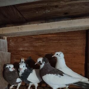 Young roller pigeons...viber :+639463422605) | PostAds PH