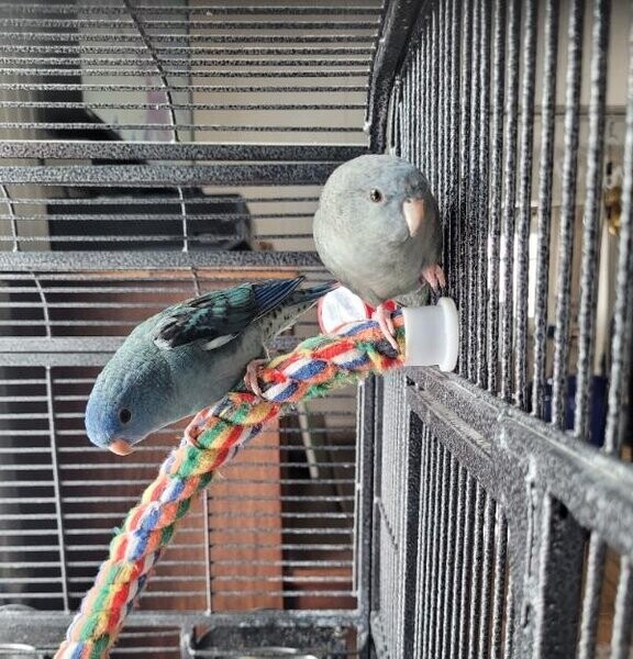 Hand Raised Ringneck Doves and Pigeons for sale...viber :+639463422605)