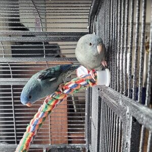 Hand Raised Ringneck Doves and Pigeons for sale...viber :+639463422605) | PostAds PH