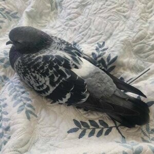 Hand Raised Ringneck Doves and Pigeons ...viber :+639463422605) | PostAds PH