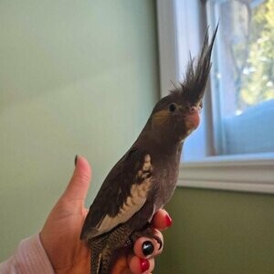 Sweet Cockateil ready for forever home...viber :+639463422605) | PostAds PH