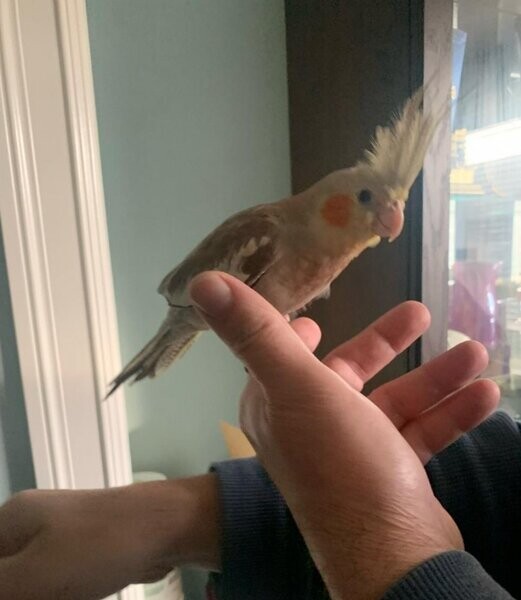  3-month-old baby cockatiel....viber :+639463422605)