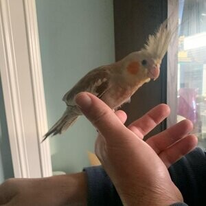 3-month-old baby cockatiel....viber :+639463422605) | PostAds PH