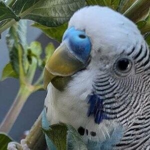 Three beautiful, friendly budgies. ...viber :+639463422605) | PostAds PH