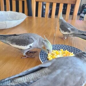 4 cockatiels...viber :+639463422605) | PostAds PH