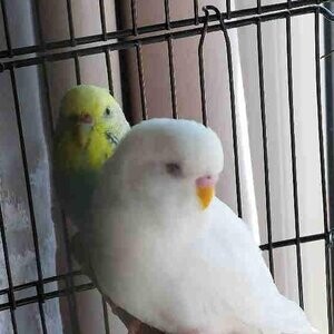 Selling 2 budgies. Male and female. ...viber :+639463422605) | PostAds PH
