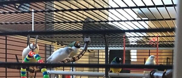 Gouldian finch...viber :+639463422605)