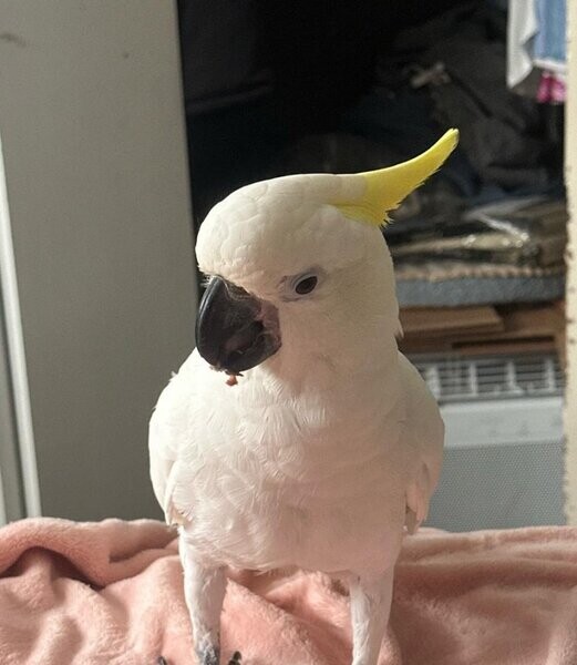 willing to take in birds needing rehoming...viber :+639463422605)