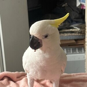 willing to take in birds needing rehoming...viber :+639463422605) | PostAds PH