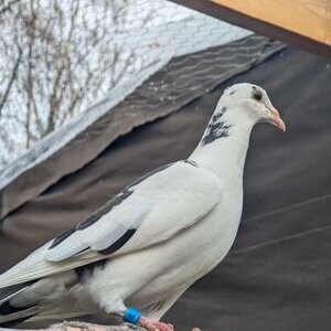 Homing pigeons...viber :+639463422605) | PostAds PH