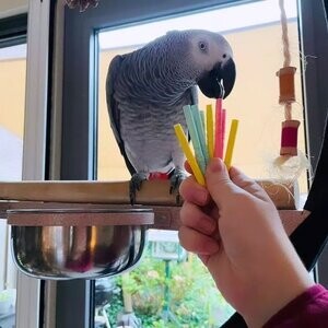 hand-reared since 2 weeks old, Africa Gerry parrot | PostAds PH