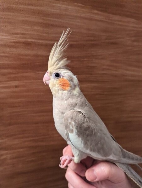 Cinnamon-colored cockatiel .t....viber :+639463422605)