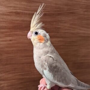 Cinnamon-colored cockatiel .t....viber :+639463422605) | PostAds PH
