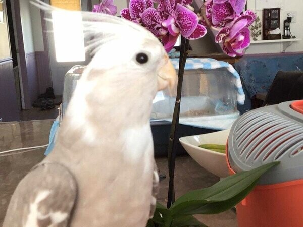 Female cockatiel...viber :+639463422605)