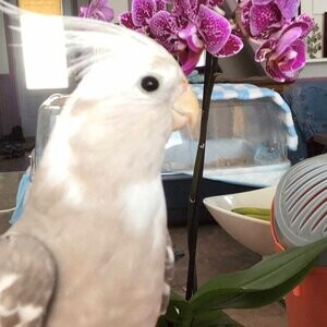 Female cockatiel...viber :+639463422605) | PostAds PH