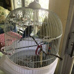 Beautiful budgie really tame zootherapy. ...viber :+639463422605) | PostAds PH