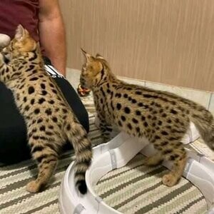 Hand and Home raised , Well Tamed Exotics Kittens. | PostAds PH