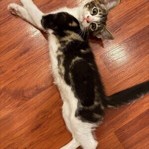 Domestic Shorthair (Classic Tabby with white markings) | PostAds PH