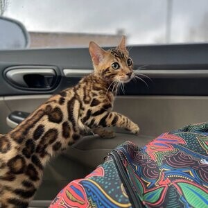 Bengal kittens ...viber :+639463422605) | PostAds PH