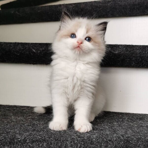 Home Raised Ragdoll Kittens...viber :+639463422605)