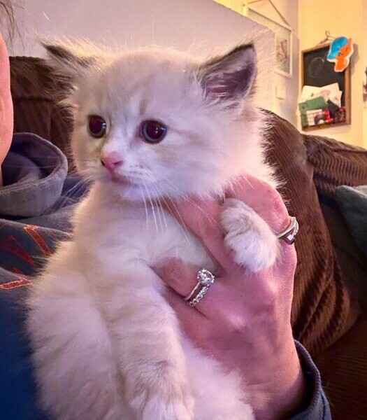 Available! Male mitted bicolor lynx ragdoll....viber :+639463422605)