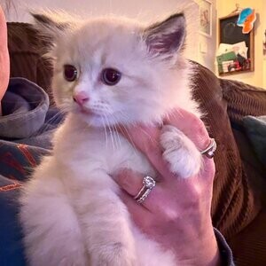 Available! Male mitted bicolor lynx ragdoll....viber :+639463422605) | PostAds PH