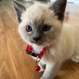 Rare Lynx Blue Point Siamese kittens ...viber :+639463422605) | PostAds PH