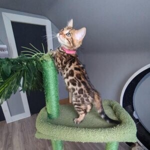 Top quality TICA registered Bengal kittens - x3 vaccinated !! | PostAds PH