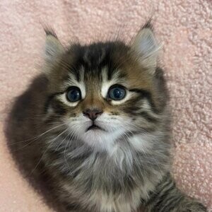 Highland Lynx/Mohave Bob Baby Kittens...viber :+639463422605) | PostAds PH