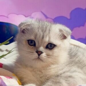 Scottish Fold Kitten The Perfect Blend of Cuteness & Cuddles! | PostAds PH