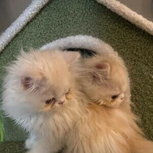 For sale 2 extreme face purebreed male Persians....viber :+639463422605 | PostAds PH