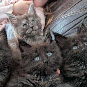 Maine Coon registered purebred ❤️...viber :+639463422605) | PostAds PH