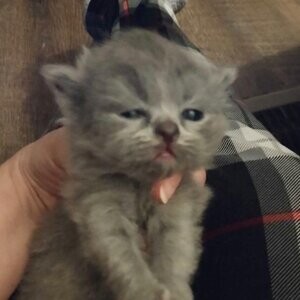 Persian Himalayan Kittens...viber :+639463422605) | PostAds PH