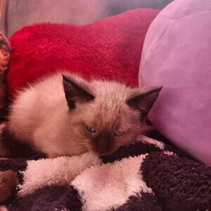 Siamese kittens looking for there forever home...viber :+639463422605) | PostAds PH
