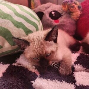 Siamese kittens looking for there forever homee...viber :+639463422605) | PostAds PH