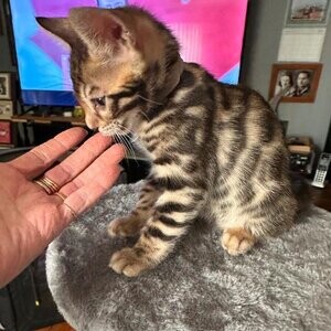 Three Beautiful Bengal Kittens available....viber :+639463422605) | PostAds PH