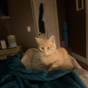 Beautiful Ginger Kitten....viber :+639463422605) | PostAds PH