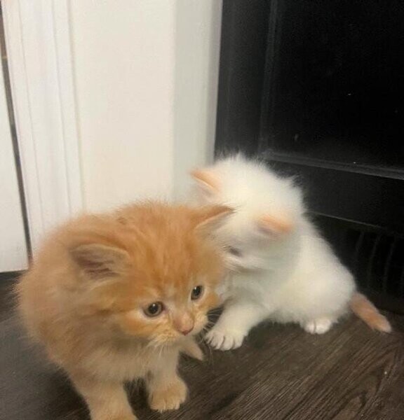 Ragdoll Siberian kittens....viber :+639463422605)