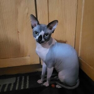 spynx cat male....viber :+639463422605) | PostAds PH