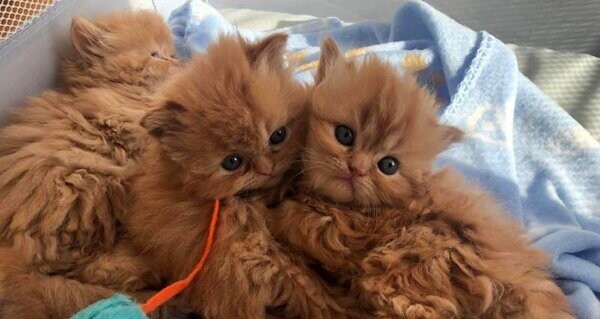Wonderful purebred Persian kittens, very affectionate
