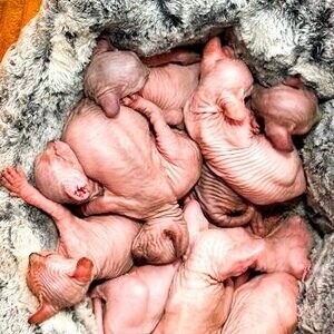 Purebred baby Sphynx Kittens almost ready....viber :+639463422605) | PostAds PH