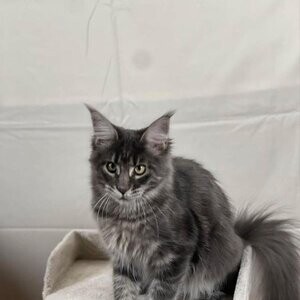 TICA registered smoke blue Maine coon girl. Ready to go! | PostAds PH
